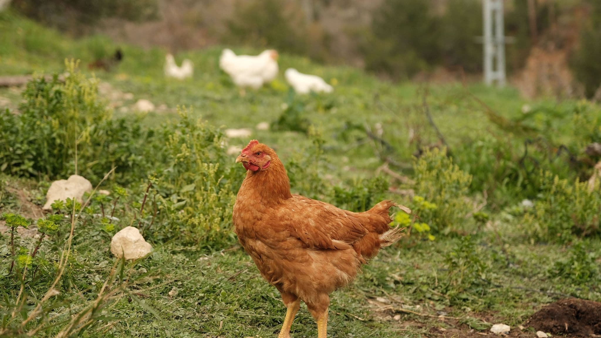 Free-range chickens on open pasture