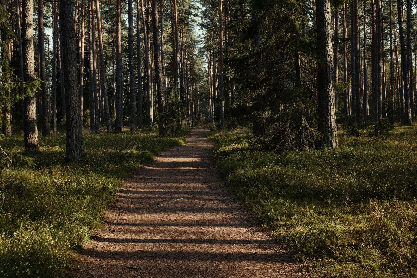 A sunlit path winding through the pines
