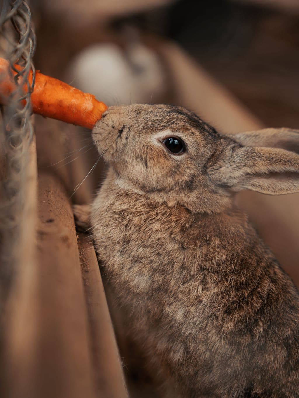 A rabbit nibbling a carrot at the fence