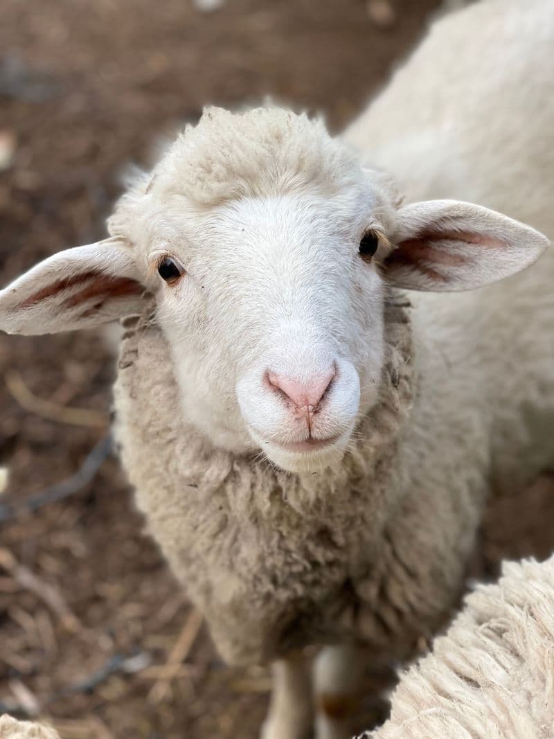A sheep looking into the camera on the farm